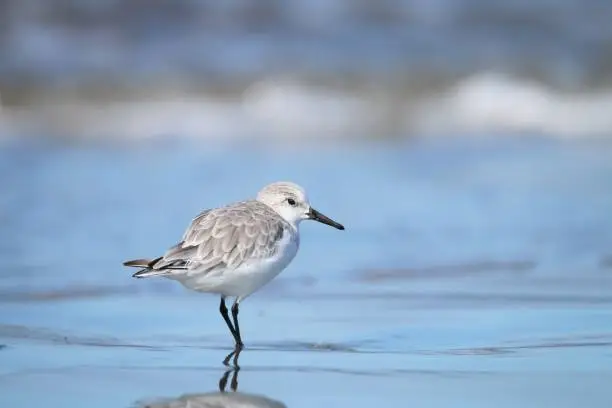 Photo of sanderling on the shore