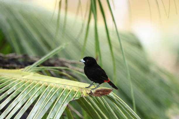 istock A scarlet-rumped Tanager 1454410068