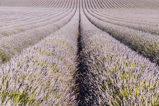 Scenic view of lavender field in Provence, south of France