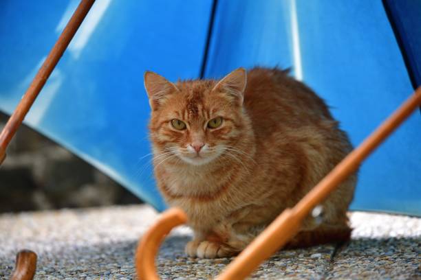 A red cat sits under an umbrella during the rain stock photo