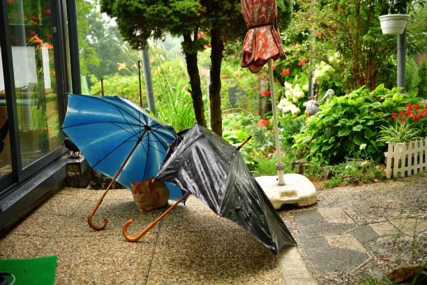 A red cat sits under an umbrella during the rain stock photo