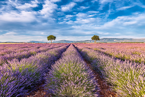 Scenic view of lavender field with two almond trees during warm summer sunset