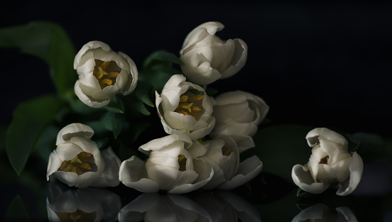 white tulip lay on counter