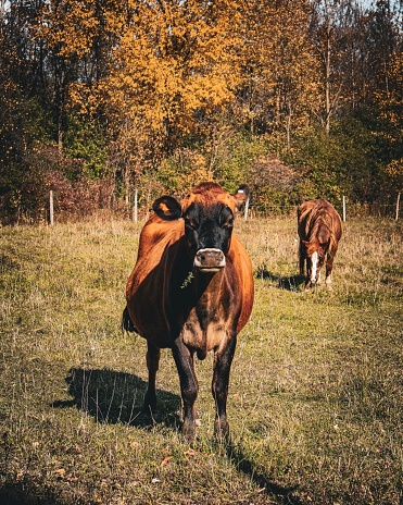 Cow portrait on a fall day