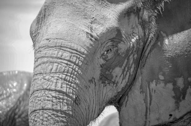 Grayscale closeup of an elephant