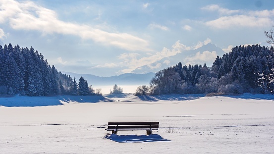 A scenic view of a bench fancing a winter forest on a sunny day