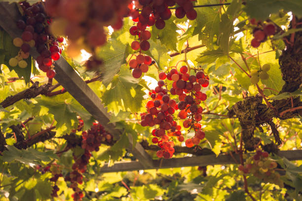 vue en contre-plongée de raisins rouges sur un vignoble dans la vallée de la loire en france - berry fruit green nature fruit photos et images de collection