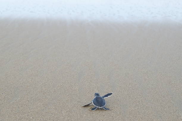 istock A young turtle in Sukamade Beach, Banyuwangi 1454413578