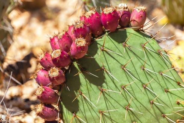 Image of a Coastal prickly pear (Opuntia littoralis)