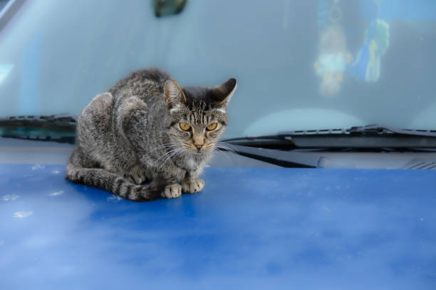 istock cute little cat on the hood 1454414367