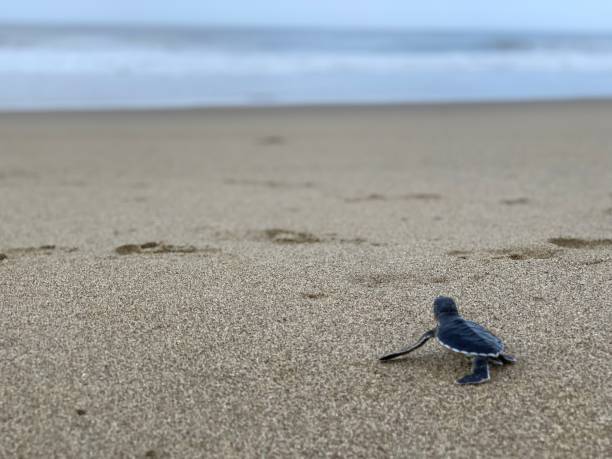 istock A baby turtle in Sukamade Beach, Banyuwangi 1454414451