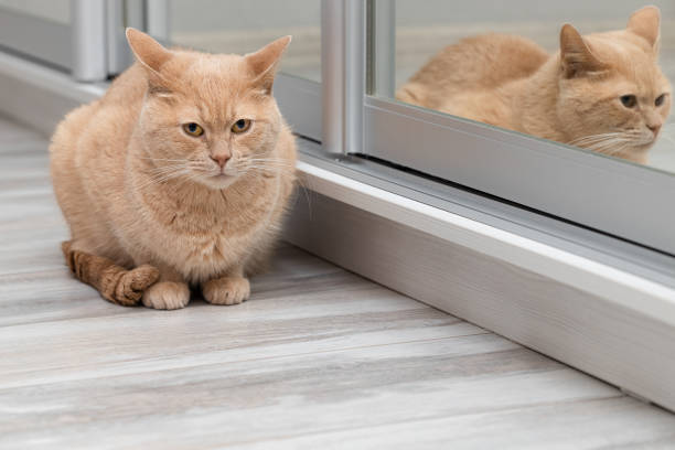 istock domestic cat sits in front of a mirror. 1454414503