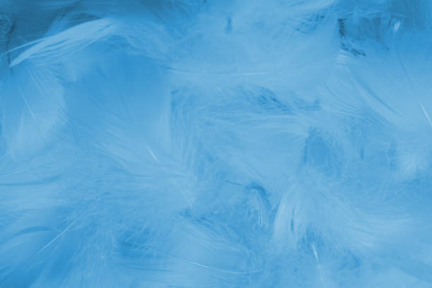 istock Colorful feather background, top view. 1454414605