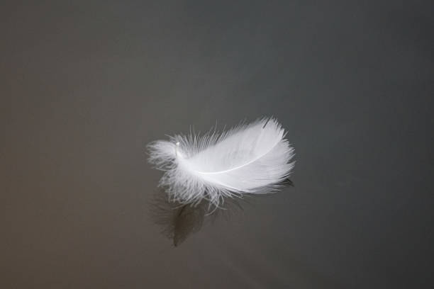 istock Close up of feather floating on water 1454414674