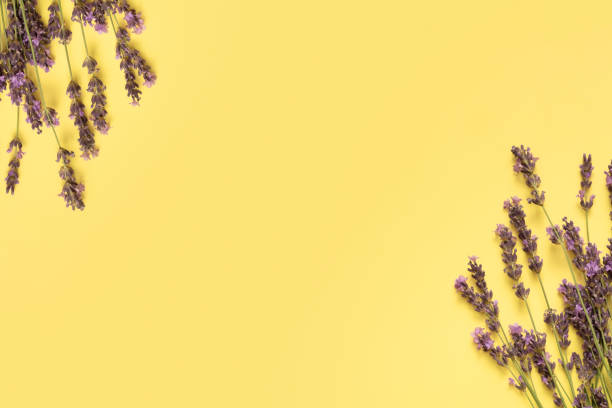 istock Lavender flowers on yellow background top view. Copy space 1454415056