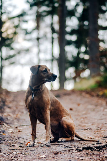 Portrait of a 10 years old Rhodesian Ridgeback in the nature