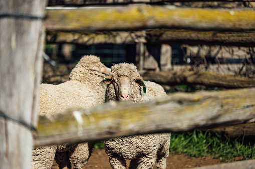 A closeup of sheep standing on the ground