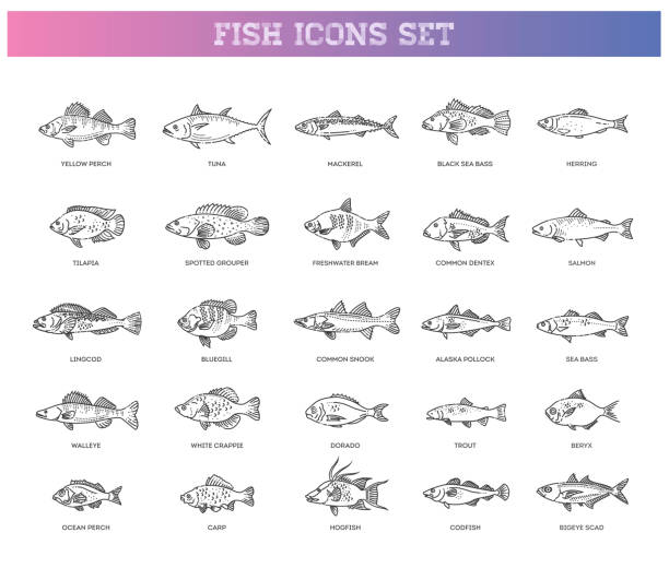 rodzaje ryb morskich, oceanicznych i słodkowodnych - trout fishing stock illustrations