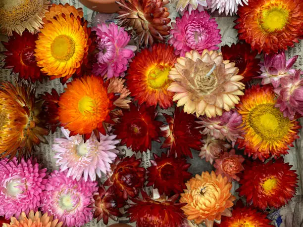 Colorful strawflowers, Scientific name is Helichrysum bracteatum. Vibrant bunch of colorful dried flower head set out to dry in the Sun Xerochrysum Helichrysum bracteatum