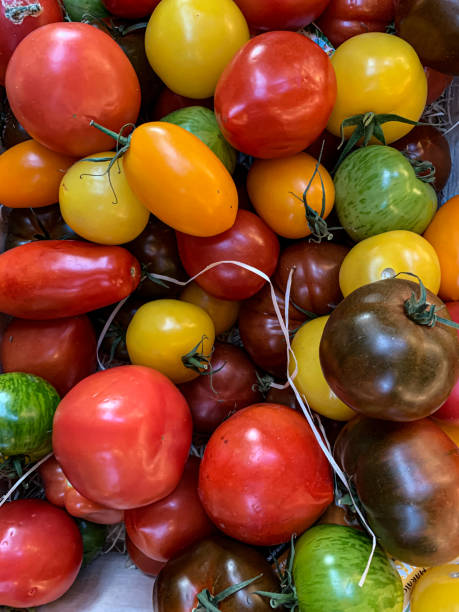 istock Heirloom heritage tomato 1454420257