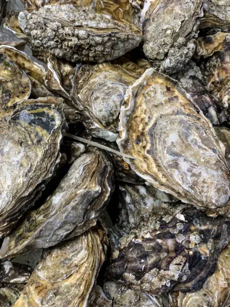 Photo of Raw oysters in the shell