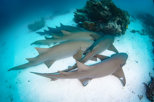 group of sharks  in the deep waters of the Pacific Ocean  (South East Asia)