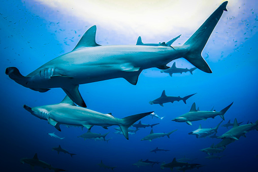 group of great hammerhead sharks  in the deep waters of the Pacific Ocean  (South East Asia)