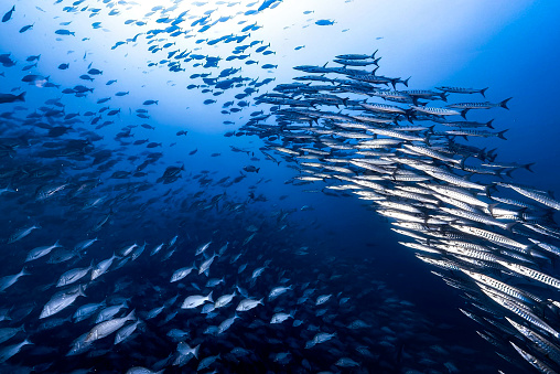 beauty and order  of large schools of fish under the sea