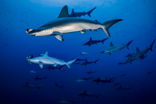 istock Pacific Ocean Gangster. 1454421334