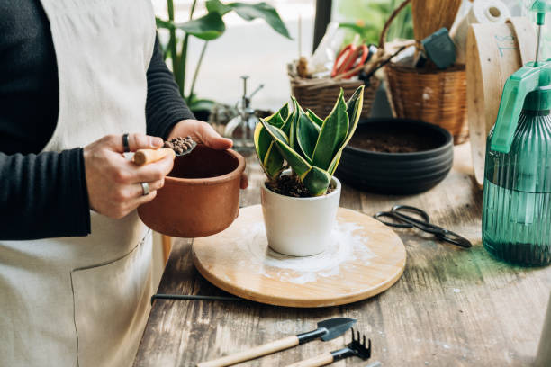 istock Handsome man cares for plants, changes and renews their potting soil 1454421386
