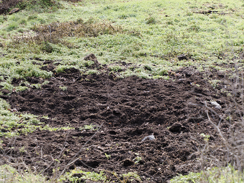 Landscape of the Soil and dirt, moved by wild pigs searching for food. Wild pigs searching for truffles and roots to eat