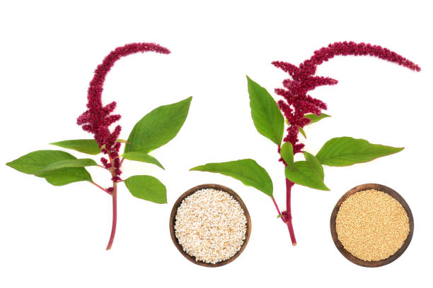 Amaranthus Plants Seed and Puffed Grain Amaranthus plants with red flower with seeds background. Health food highly nutritious, gluten free, high in minerals, vitamins and micro nutrients. Lowers cholesterol and helps weight loss. lysine stock pictures, royalty-free photos & images