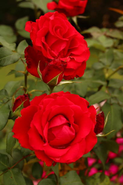 istock Red Roses in a Garden 1454422875