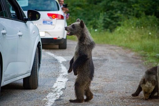 A closeup of a Grizzly bear cub standing in the street and looking at cars around