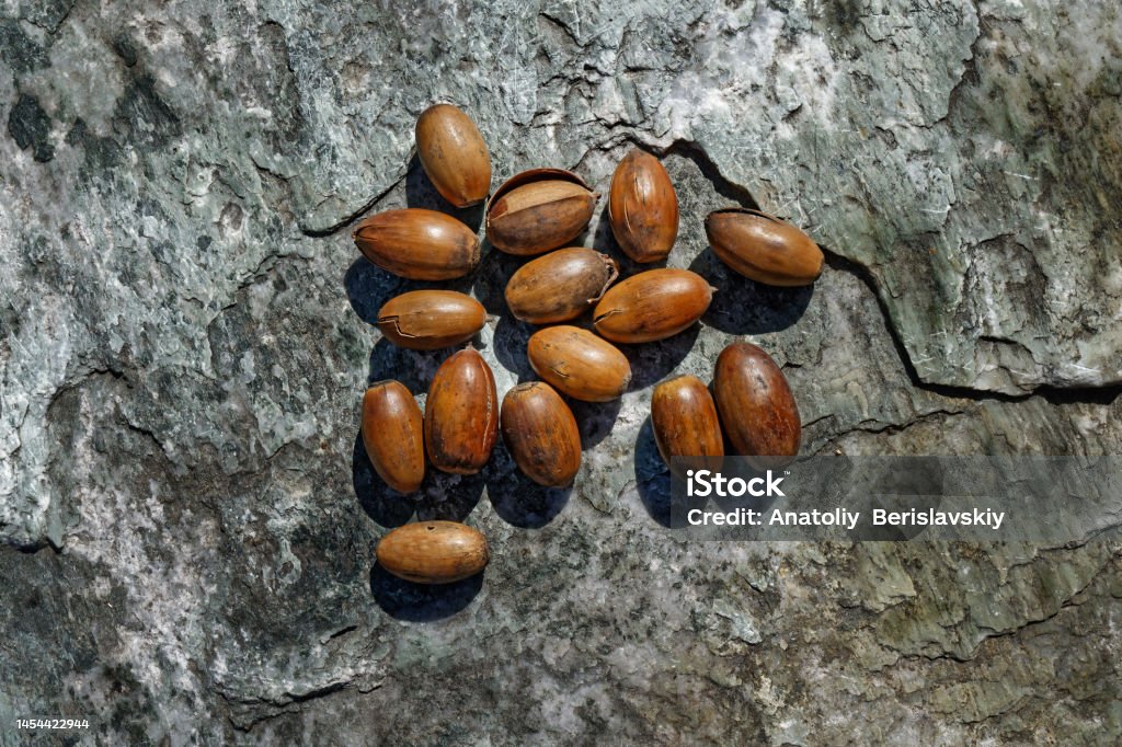 A bunch of dry oak acorns on the background of a stone surface top view. Dried acorns. A bunch of dry oak acorns on the background of a stone surface top view. Acorn Stock Photo