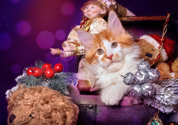 istock Beautiful Maine Coon kitten. 1454425614