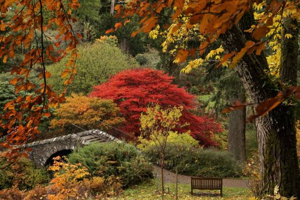 herbstfarben - peebles stock-fotos und bilder