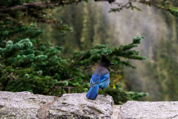 istock Blue Jay in Winter 1454425863