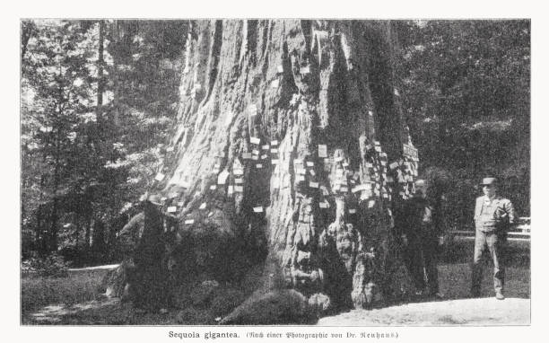 istock Giant Redwood (Sequoiadendron giganteum), California, USA, halftone print, published 1899 1454426140