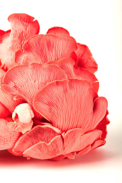istock Pink oyster mushroom, bunch, close-up , raw, no people, 1454426708