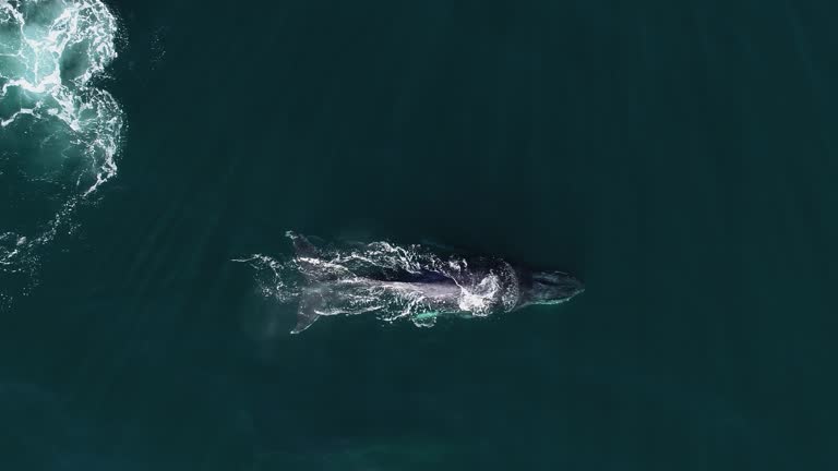 Aerial view above a whale blowing up air while swimming  - top down, drone shot