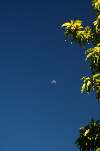 Moon Illuminating the Blue Sky. Blurred Trees and Foreground