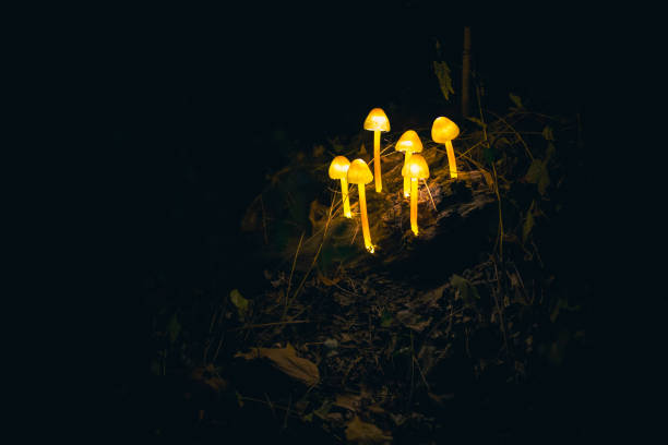 istock Leggiuno Christmas lights decorations 1454427189