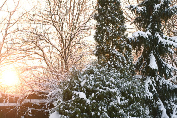 Snow covered trees in the backyard garden