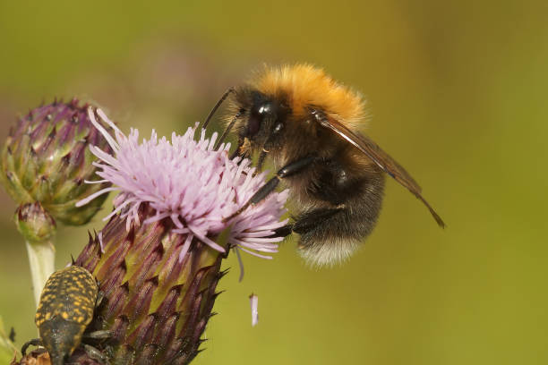 Closeup of a male Tree bumblebee ,Bombus hypnorum, sipping nectar Closeup of a male Tree bumblebee ,Bombus hypnorum, sipping nectar from a pink thistle flower of Carduus  crispus bombus hypnorum pictures stock pictures, royalty-free photos & images