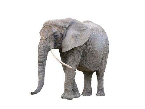 elephant with raised trunk, filmed in a zoo in their natural habitat isolated on white background