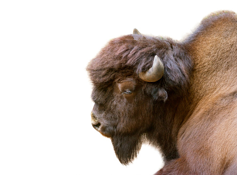 Adult horned buffalo isolated on a white background