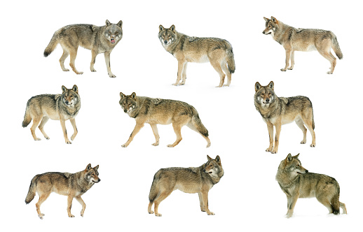 collage gray wolf, filmed in a zoo in their natural habitat isolated on white background