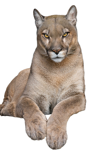 Cougar side portrait (Puma concolor) also known as Mountain Lion