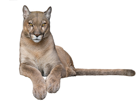 beautiful proud cougar lies, filmed in a zoo in their natural habitat isolated on white background